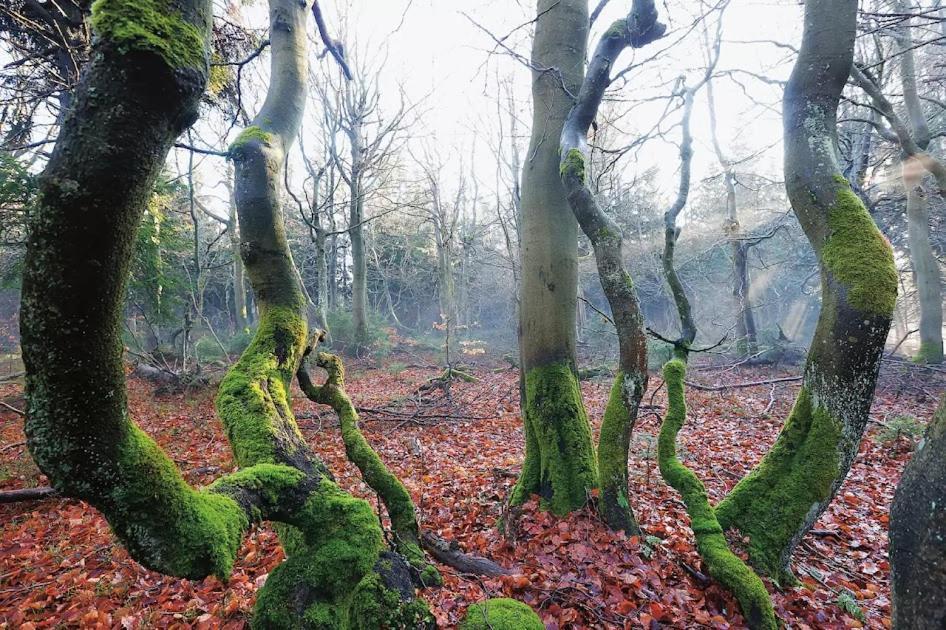 Wellness Pension Iveta Žacléř エクステリア 写真