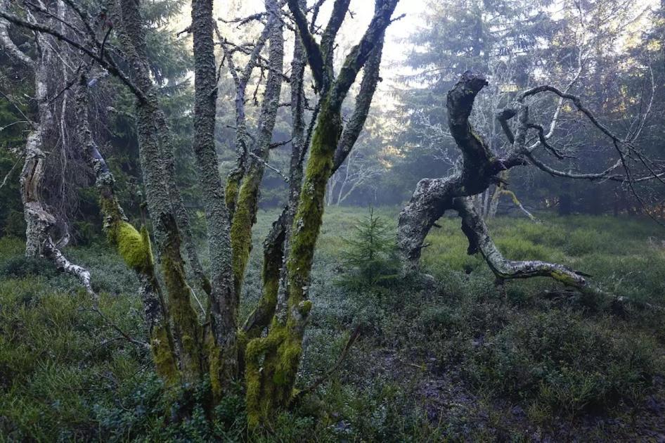 Wellness Pension Iveta Žacléř エクステリア 写真